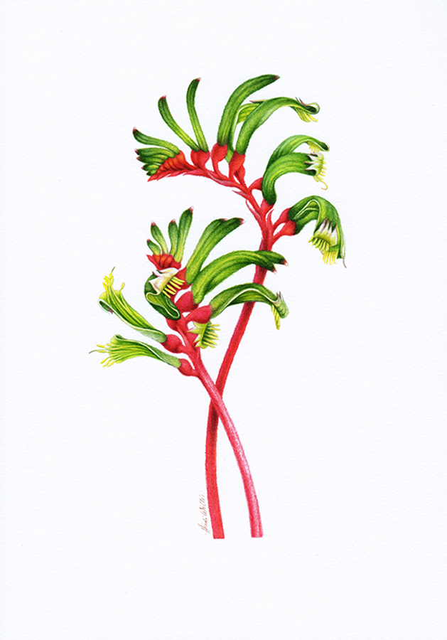 Kangaroo Paw Botanical Illustration Australian Geographic Magazine