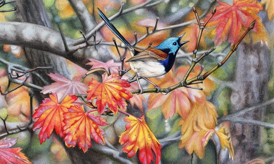 heidi willis_bird artist_watercolour_blue wren painting