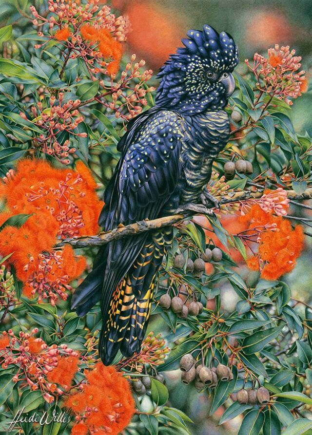 heidi willis_bird artist_watercolour_black cockatoo_gum blossom