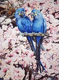 heidi willis_artist_bird painting_illustration_lears macaw