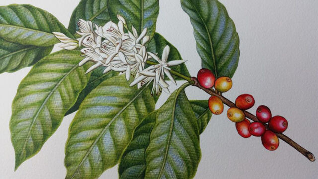 Coffee Botanical Illustration_Heidi Willis