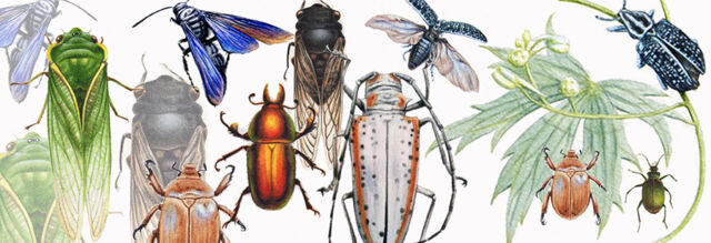 Heidi-WIllis_Insects_Bugs_Beetles