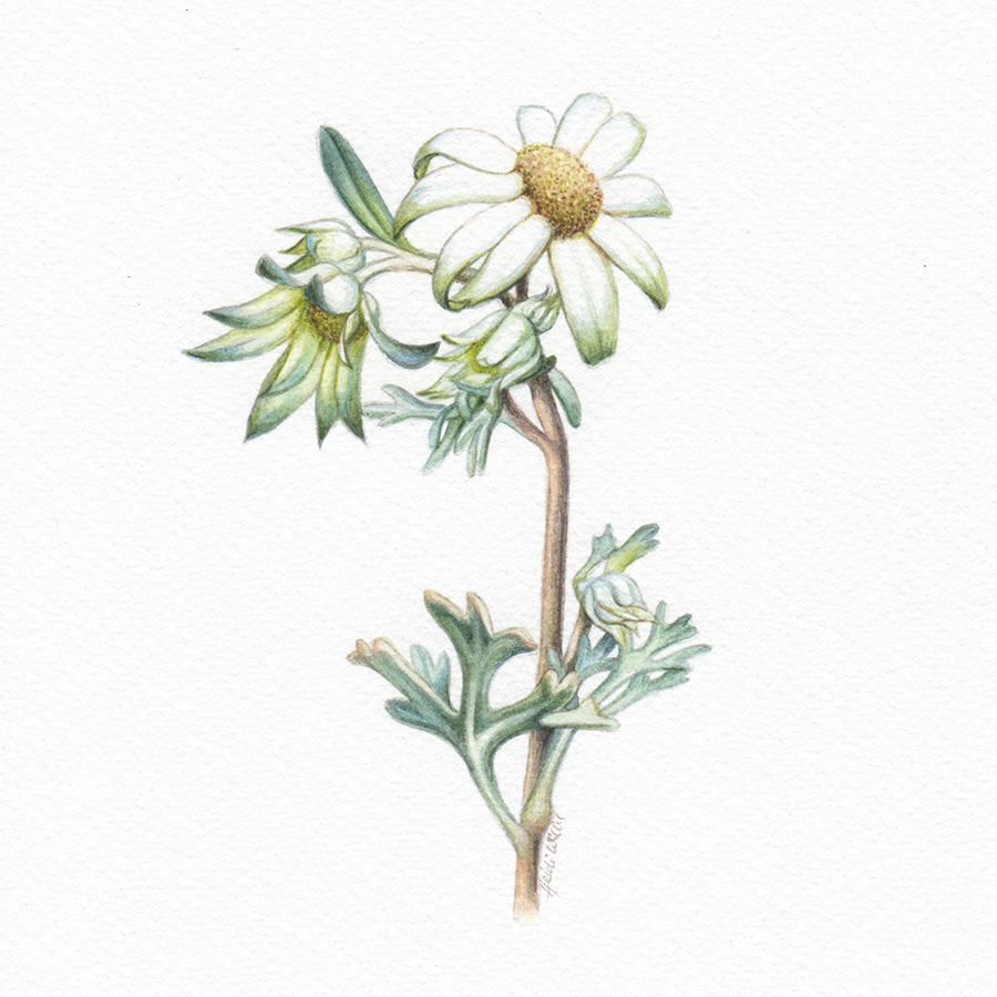 Australian Flannel Flowers Illustration First On The Drawing