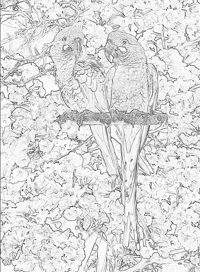 Heidi Willis_Bird Painting_Artist_watercolour_macaw