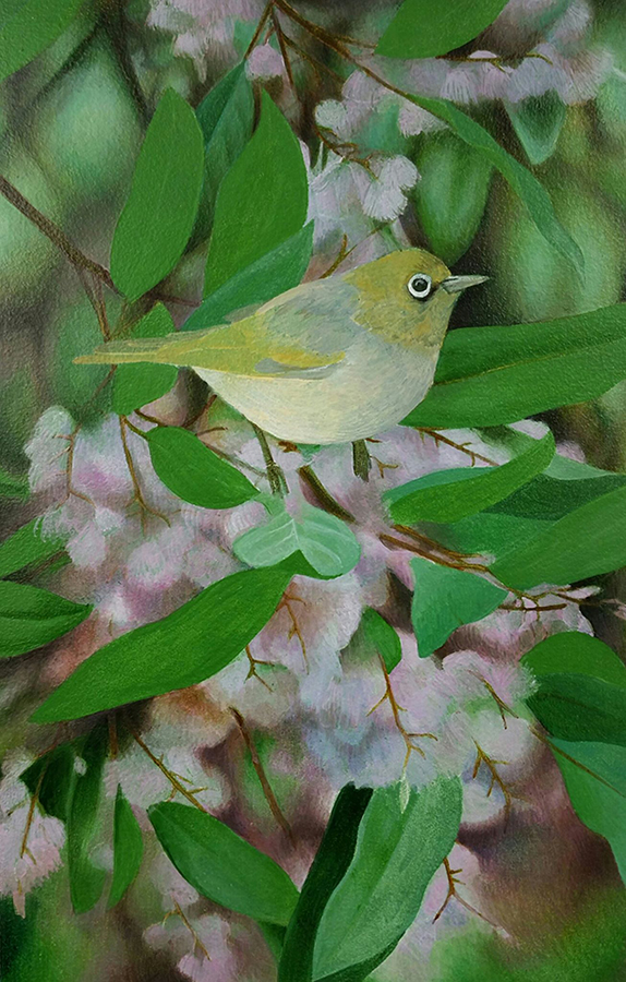 Heidi Willis_Bird painting_silvereye