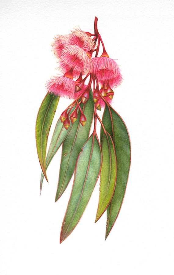 Heidi Willis_Ironbark_Botanical Illustration_Eucalyptus_Australian Native FLower