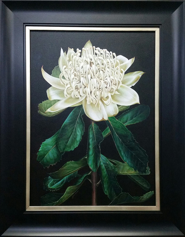 Heidi Willis_White Waratah_botanical art