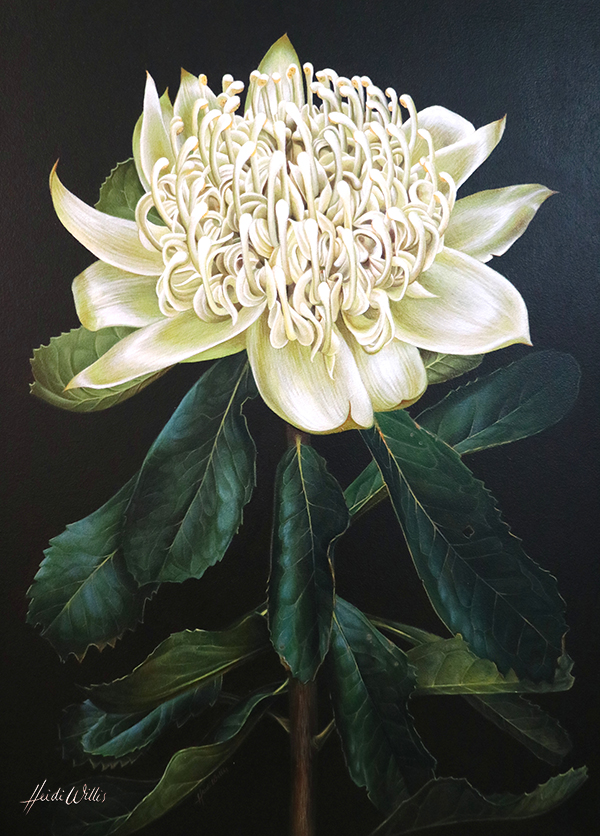 Heidi Willis_White Waratah_botanical illustration_west Hotel