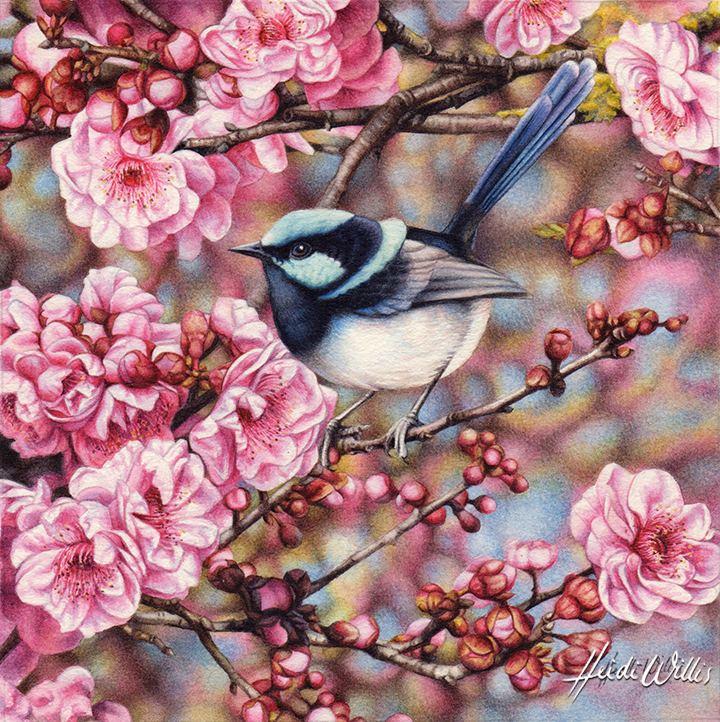 Heidi Willis_artist_watercolor_Blue Wren_Blossoms
