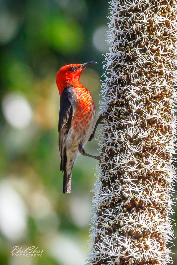 PhilShar Photography_scarlet honeyeater