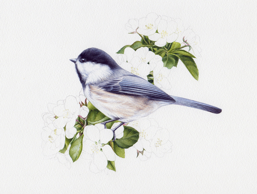 artist_heidi willis_Chickadee painting_leaves_watercolor