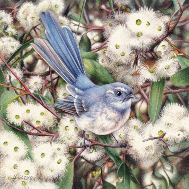 artist_heidi willis_australian bird painting_fantail_gum blossom