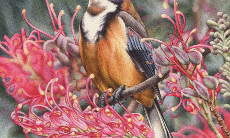 artist_heidi willis_eastern spinebill_bird painting_grevillea_watercolour