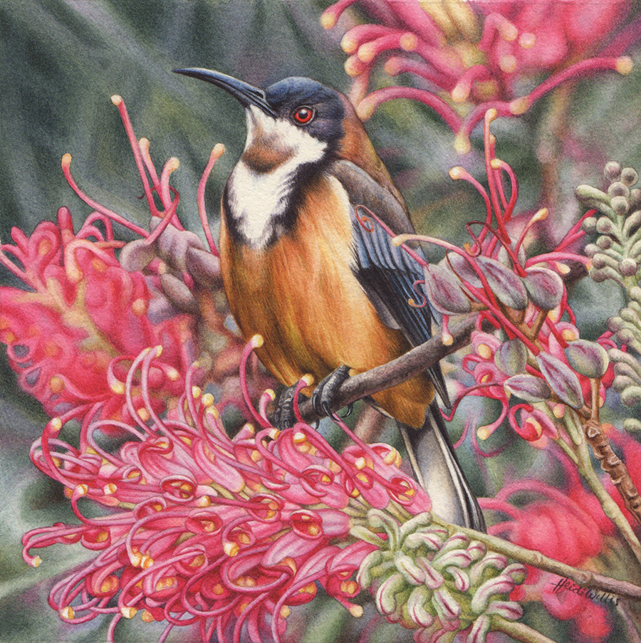 artist_heidi willis_eastern spinebill_bird painting_grevillea_watercolour