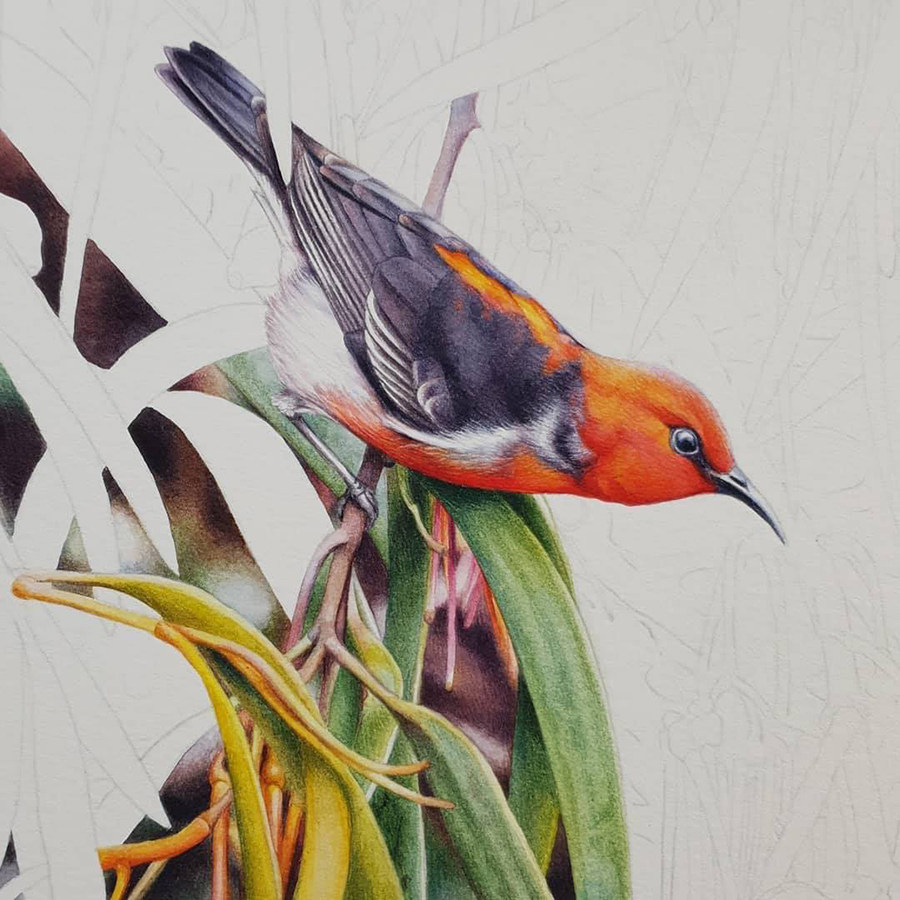 artist_heidi willis_scarlet honeyeater painting_mistletoe_watercolour bird