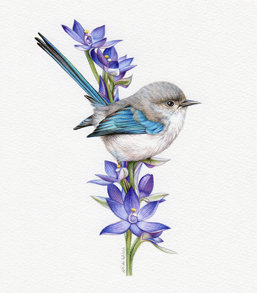 artist_heidi willis_wren painting_watercolour_bird illustration