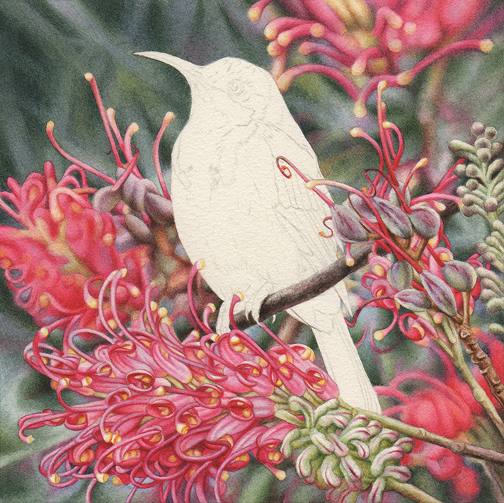 bird Painting_Heidi Willis_watercolour_Eastern Spinebill_Grevillea