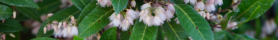 blueberry ash_Botanical