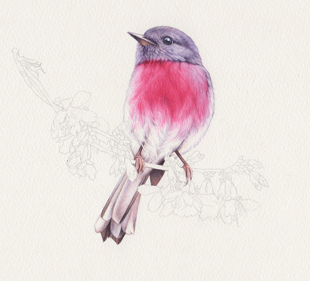 fb_heidi willis_bird artist_watercolour illustration_rose robin_painting