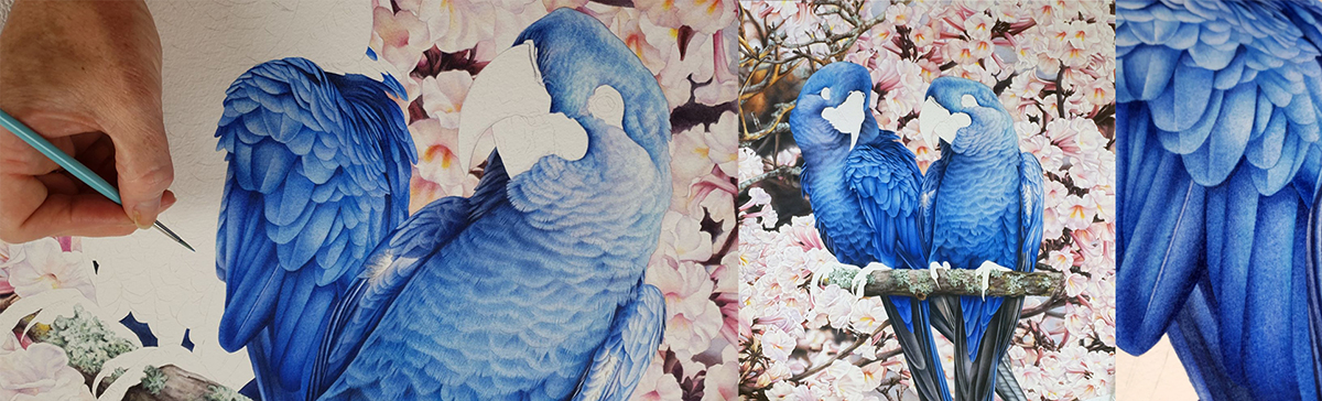 heidi willis artist_bird paintingl_macaw_watercolour