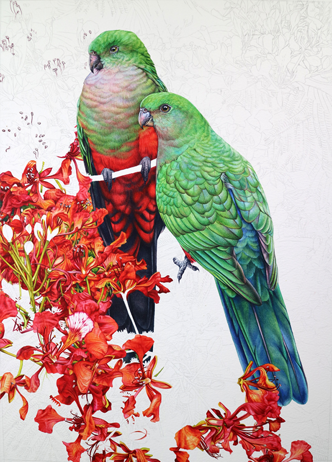 heidi willis_King parrots_bird painting