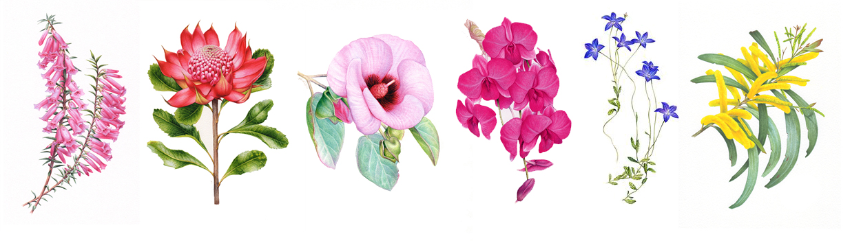 heidi willis_artist_australian floral embblems_botanical illustration