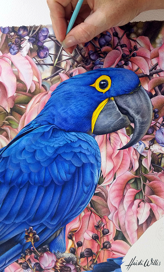 heidi willis_artist_bird painting_hyacinth macaw_watercolor