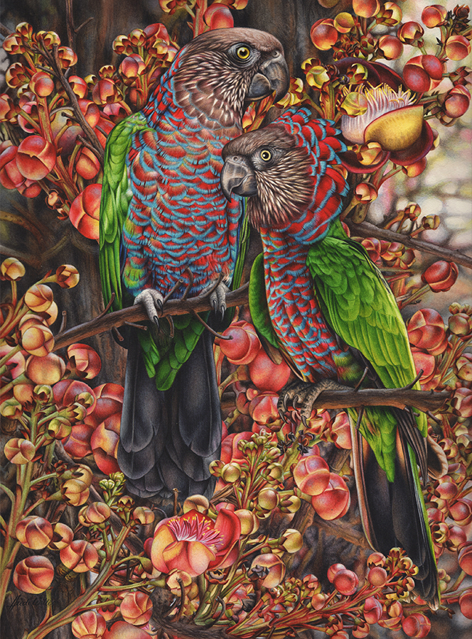 heidi willis_artist_bird painting_red fan parrots