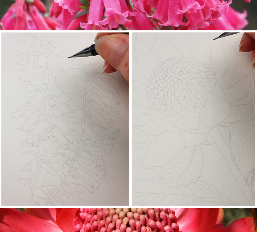 heidi willis_artist_botanical illustration_waratah_heath_state floral emblems