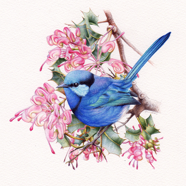 heidi willis_artist_splendid wren painting_bird illustration_watercolour