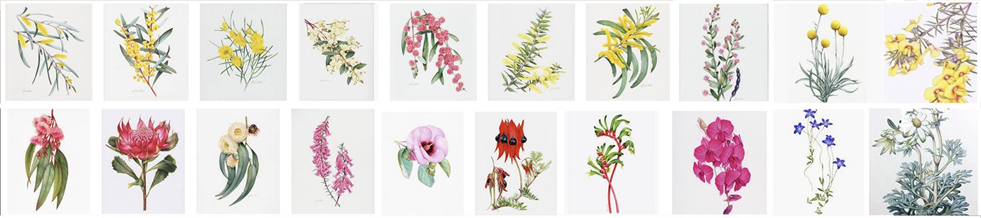 Australian Floral Emblem Botanical Painting Commissions Heidi Willis