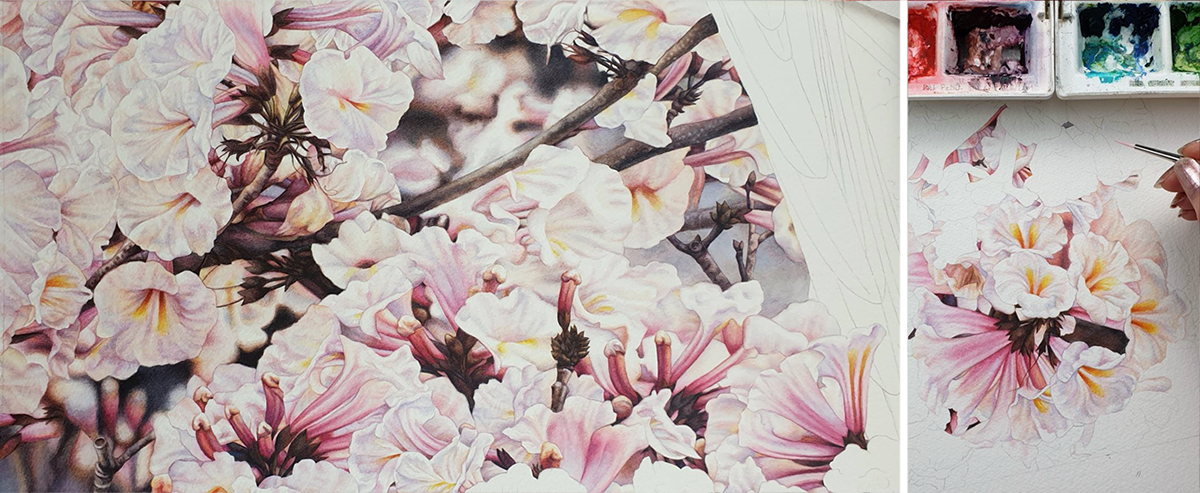 heidi willis_bird artist_painter_watercolour_botanical_tabebuia