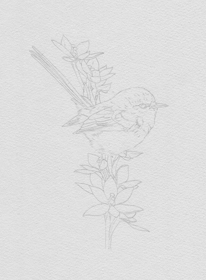 heidi willis_bird artist_painting_splendid wren_botanical illustration