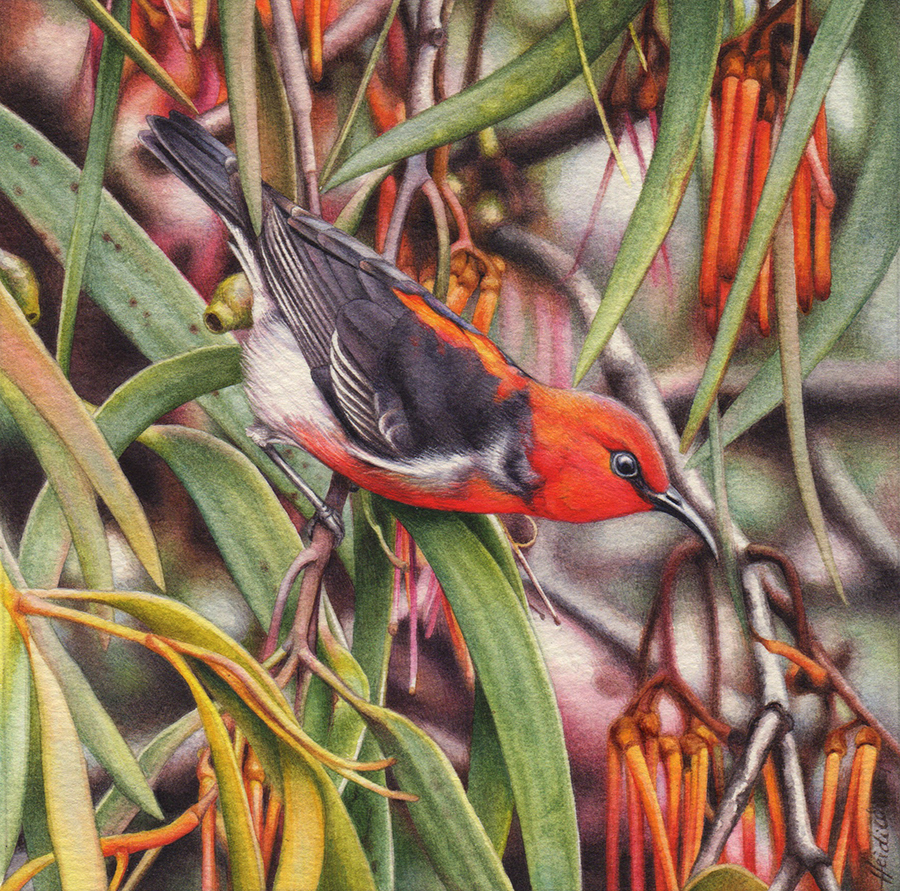 heidi willis_bird artist_scarlet honeyeater painting