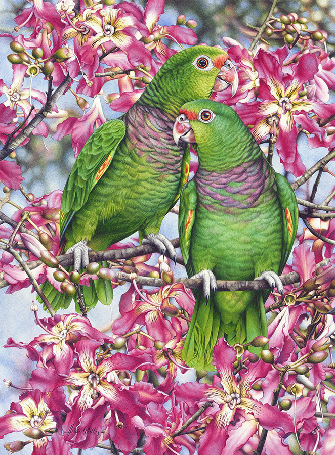 heidi willis_bird painting_artist_watercolor_amazon_ceiba_parrots