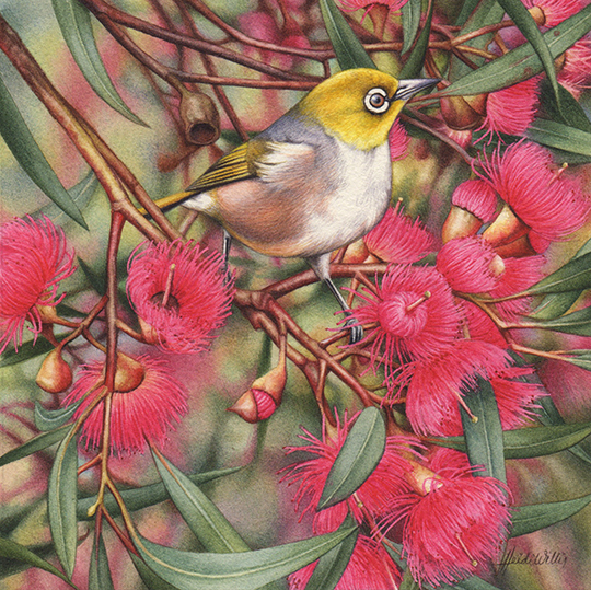 heidi willis_bird painting_artist_watercolour_gum blossom_silvereye