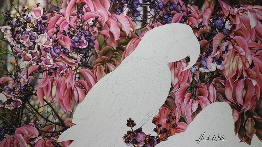 heidi willis_bird painting_artist_watercolour_natural history