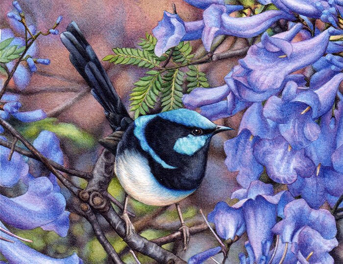 heidi willis_bird painting_blue wren_watercolour_jacaranda