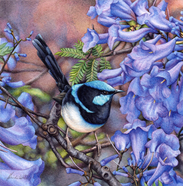 heidi willis_bird painting_blue wren_watercolour_jacaranda