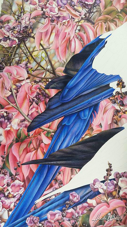 heidi willis_bird painting_botanical artist_natural history