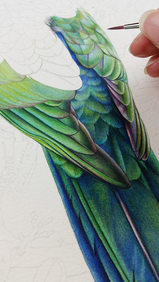 heidi willis_bird painting_king parrot