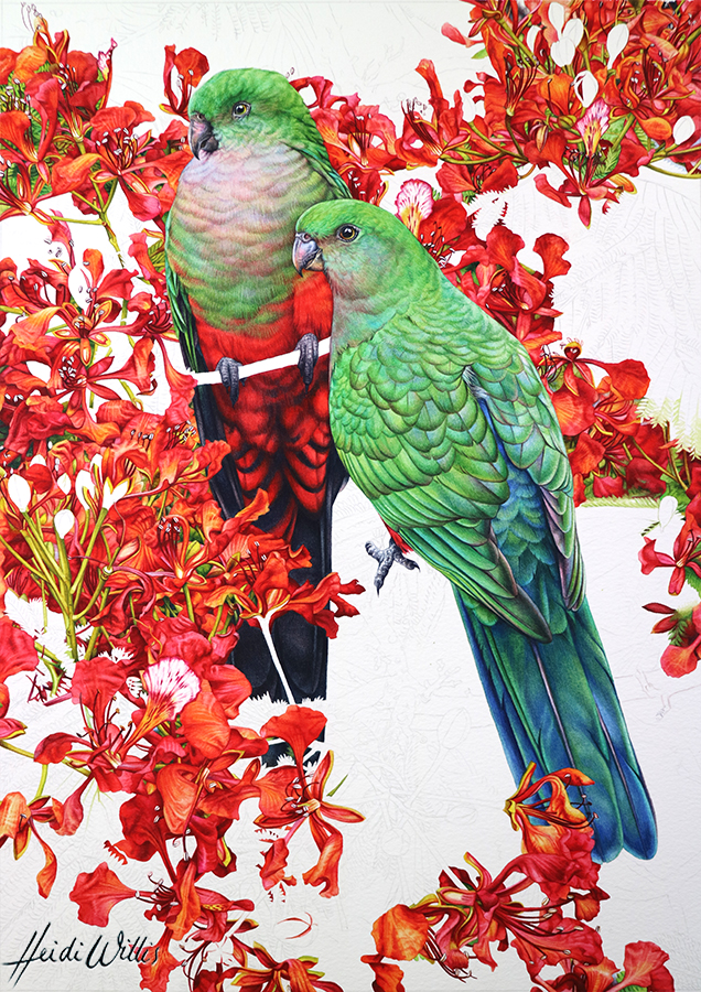 heidi willis_bird painting_king parrot_poinciana