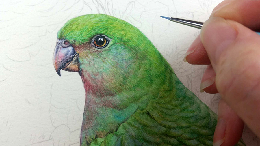 heidi willis_bird painting_king parrot_watercolour_artist