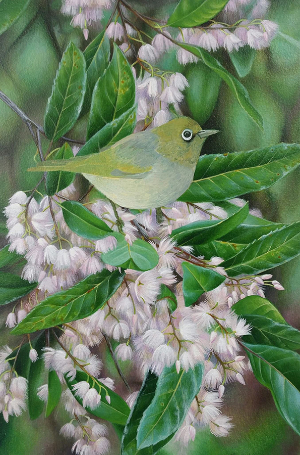 heidi willis_bird painting_silvereye_acrylics