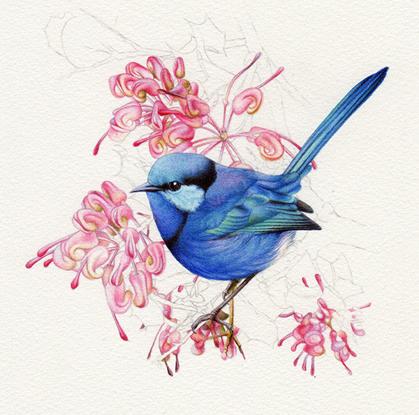 heidi willis_bird painting_splendid wren_watercolour_artist_illustration