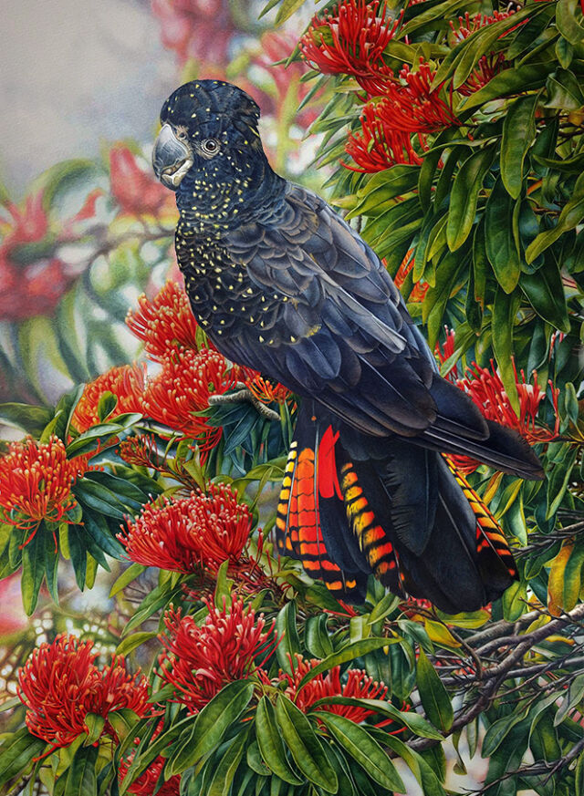 heidi willis_bird painting_watercolour_black cockatoo