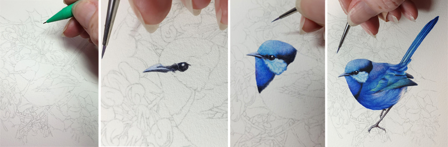 heidi willis_blue wren_painting_watercolour bird artist