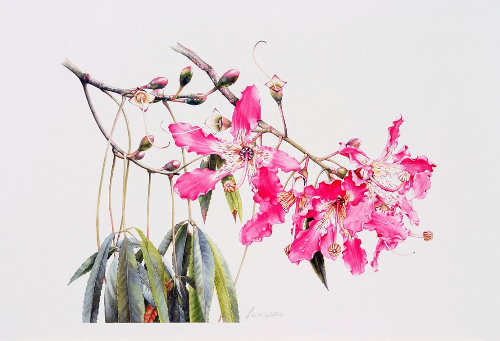 heidi willis_botanical art_floss silk_ceiba