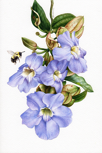 heidi willis_botanical art_thunbergia_watercolour_artist_illustration