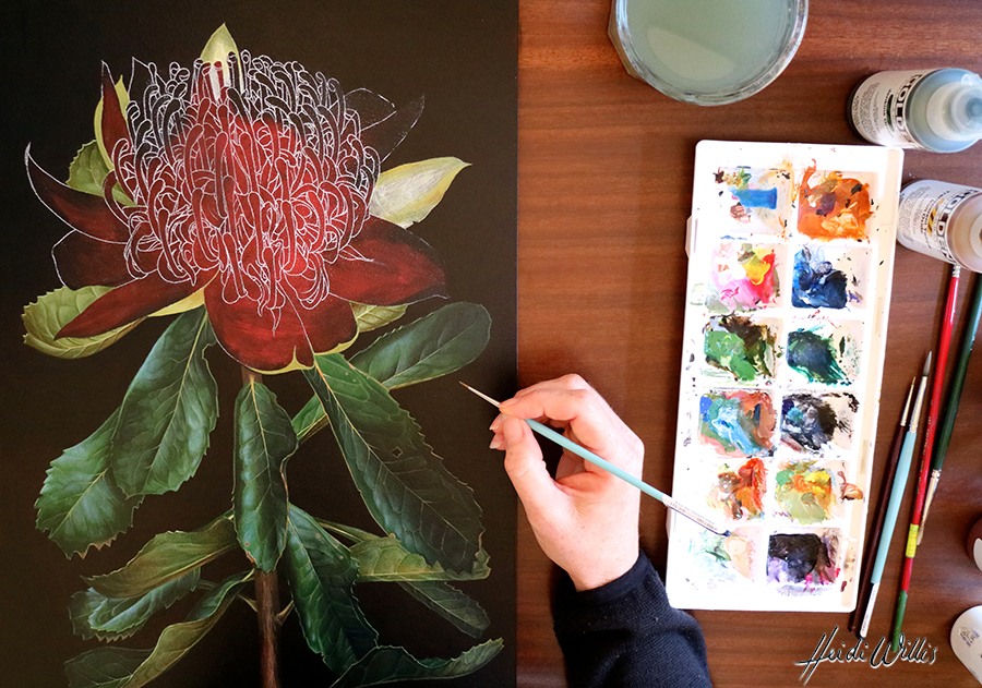 heidi willis_botanical artist_waratah